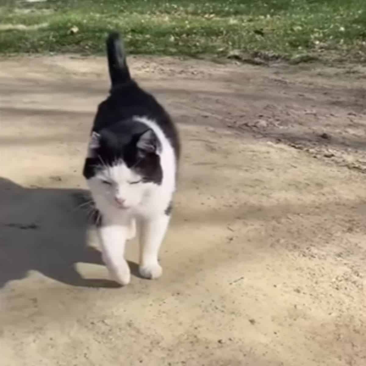 a cat walks down the street