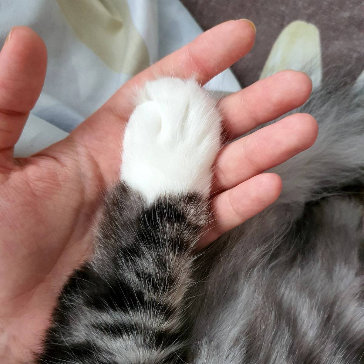 a cat's paw on a woman's hand