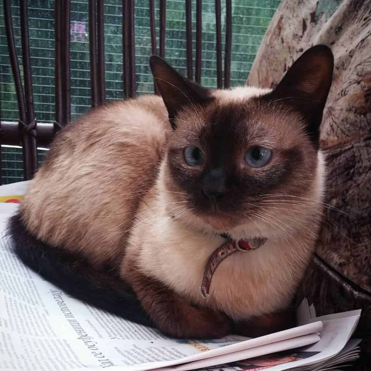a depressed cat is sitting on a newspaper