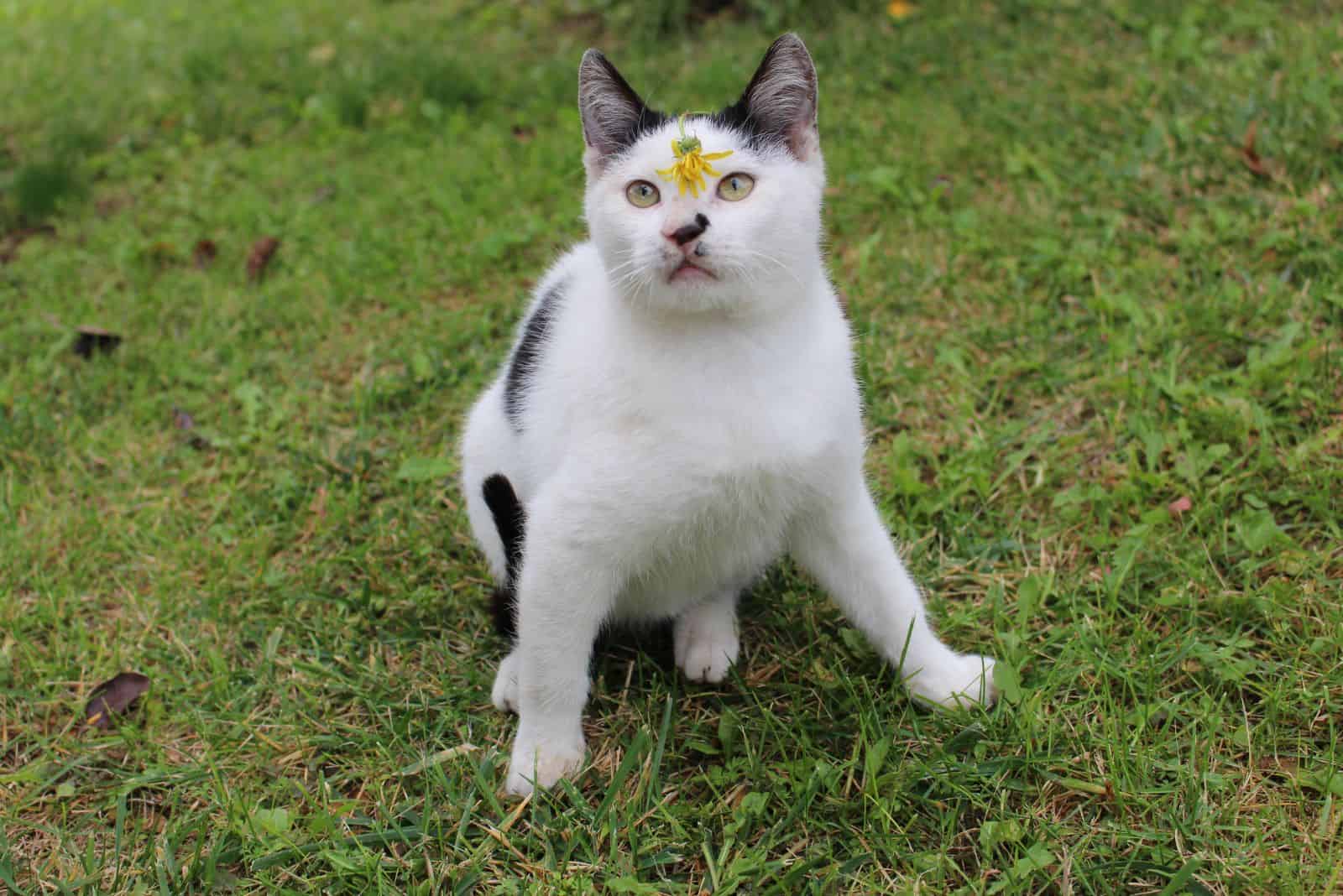 a flower on cats nose