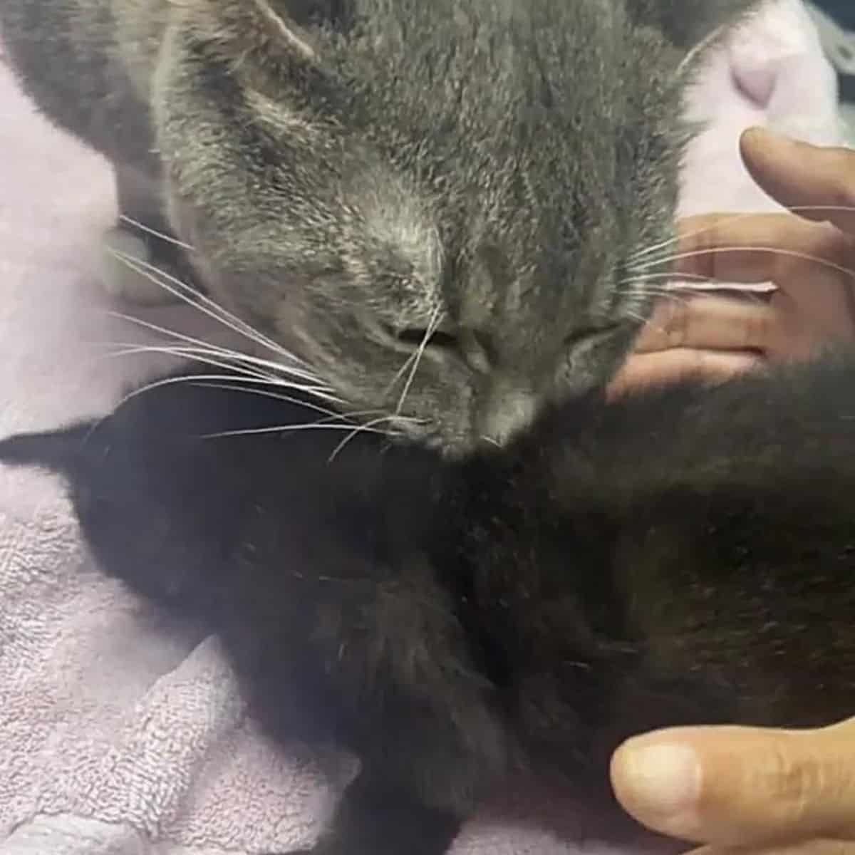 a gray cat caressing a kitten