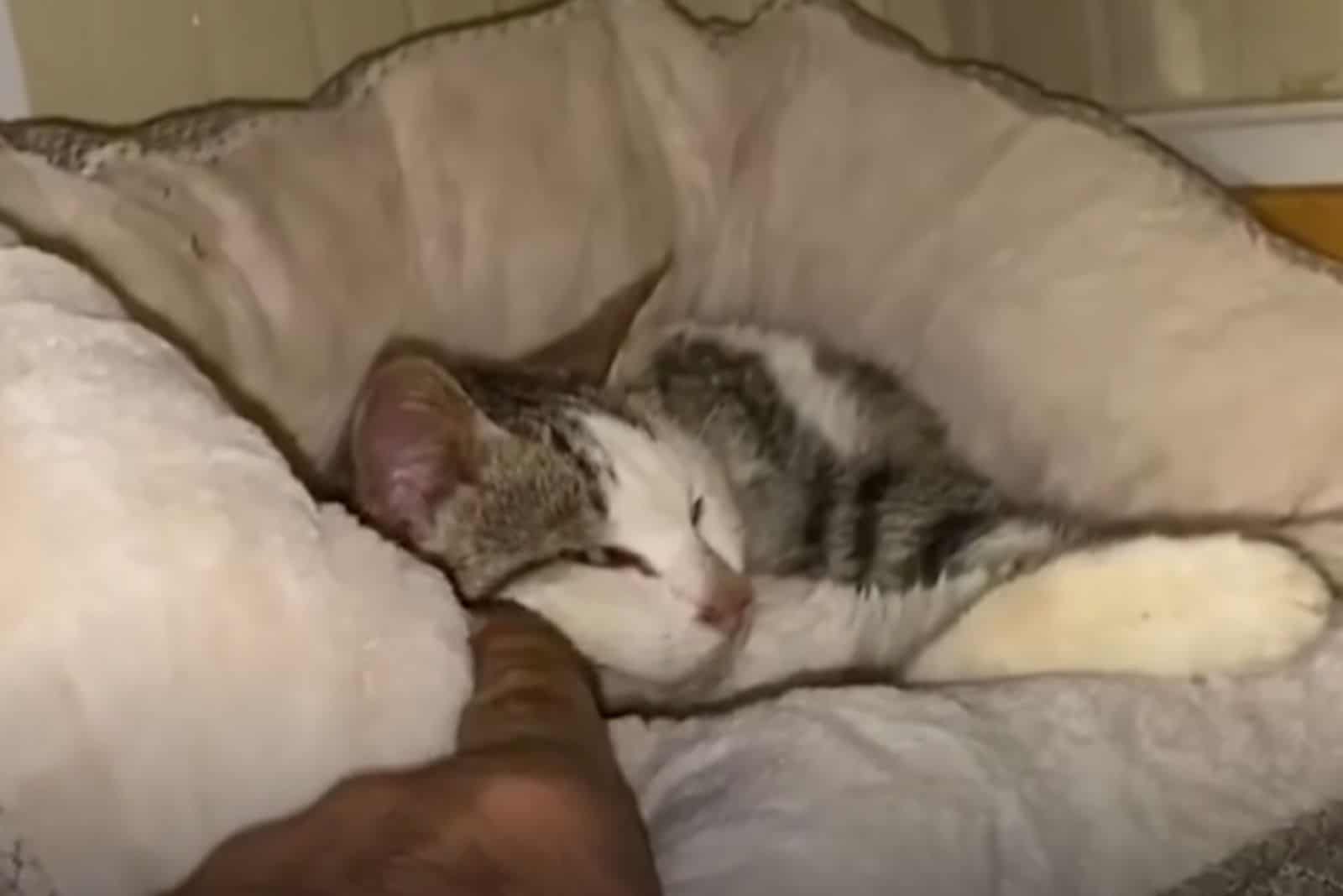 a man touches a cat while lying on his pillow
