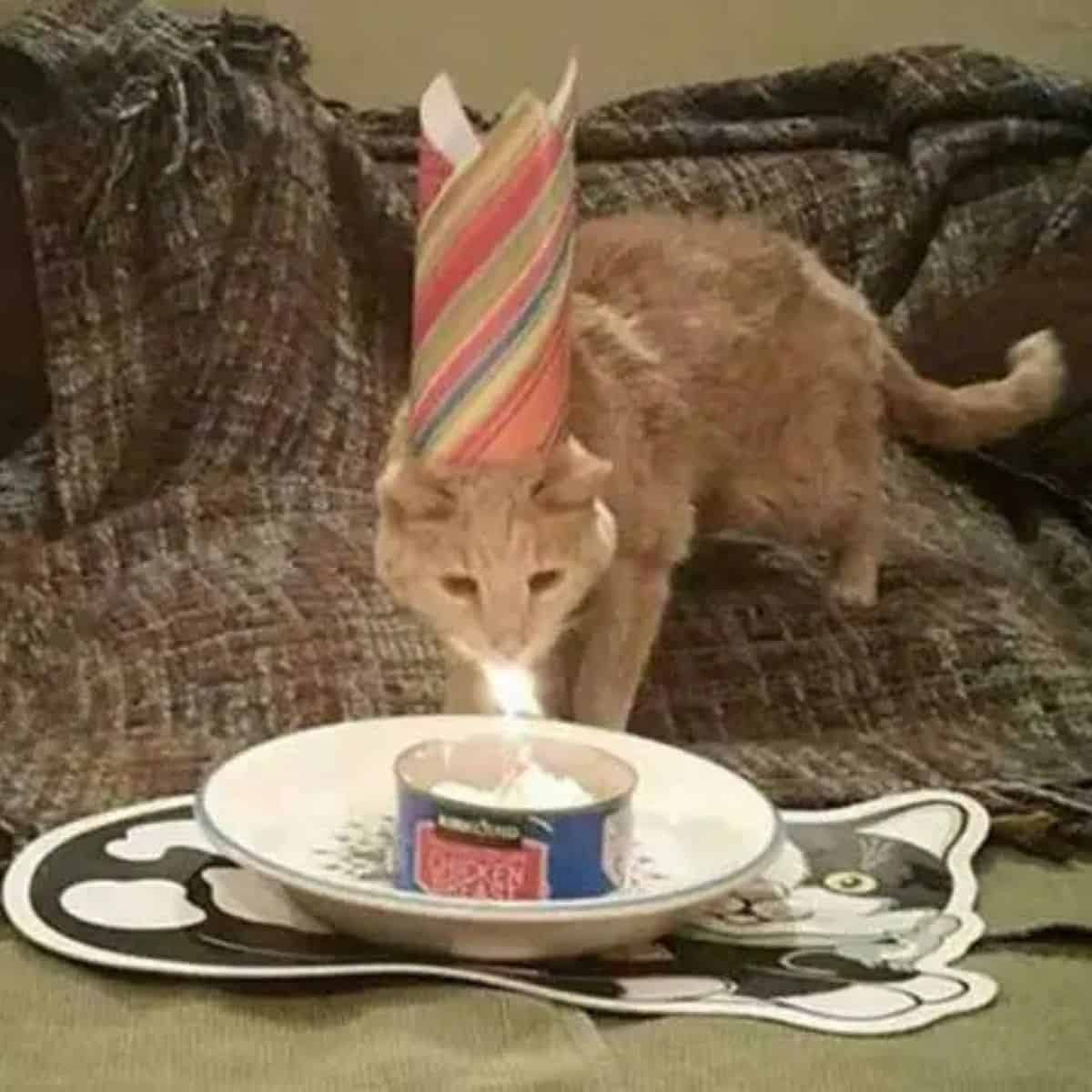 a rescued cat is celebrating its birthday