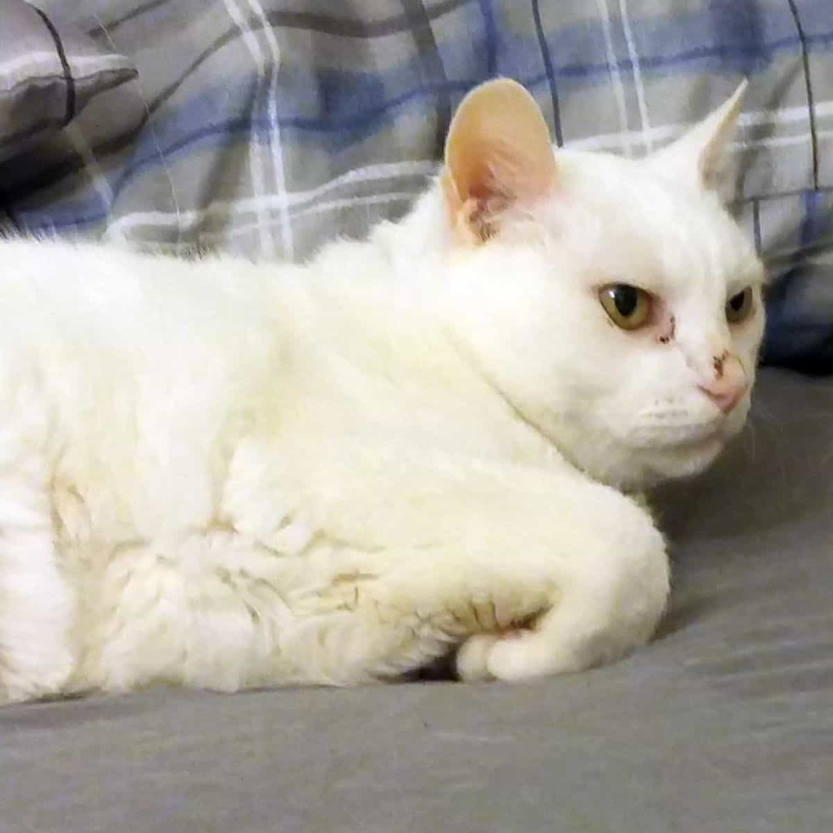 a white cat is lying on the couch