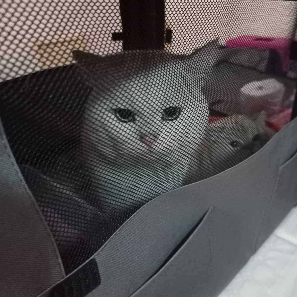 a white cat with a kitten in a cage