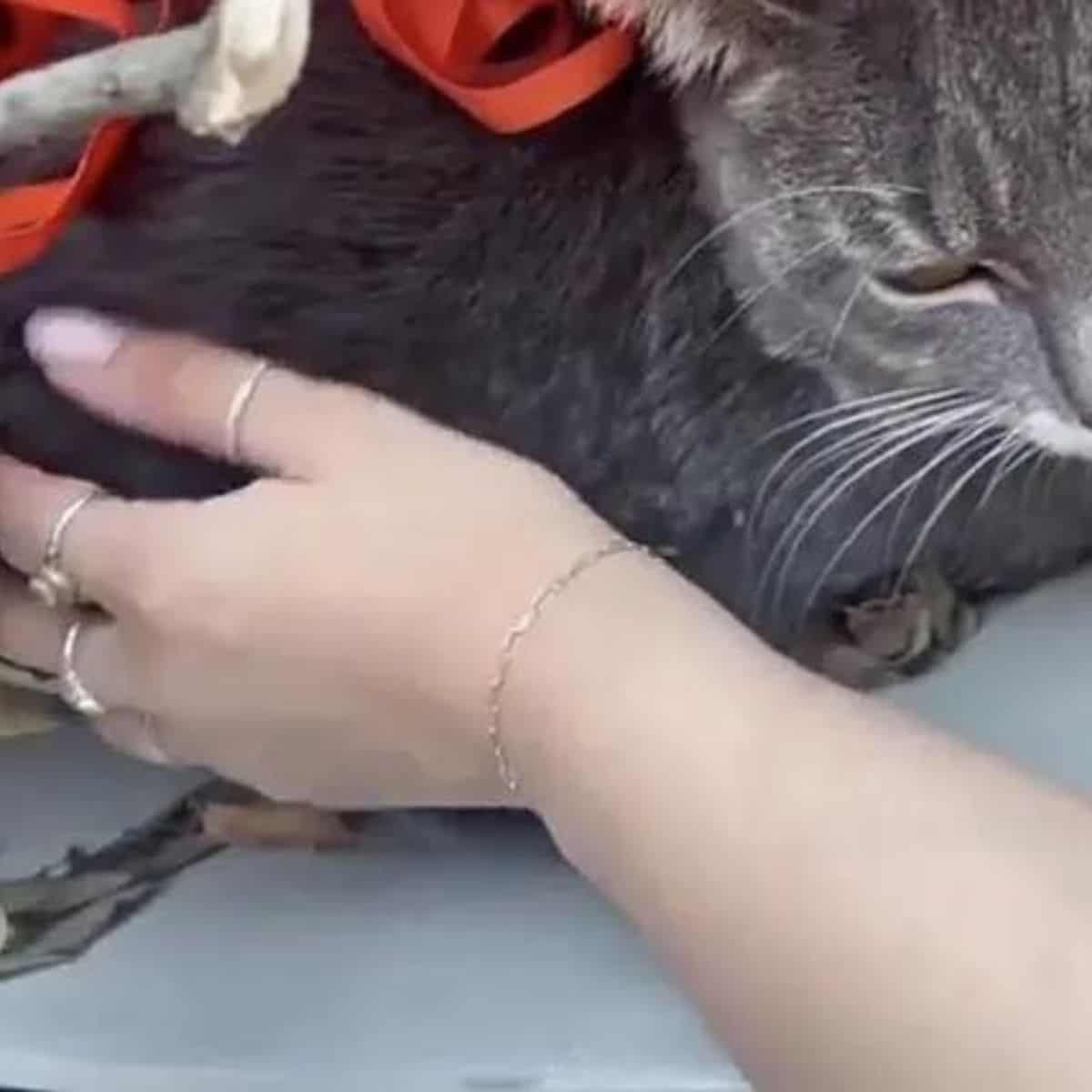 a woman caresses a cat that was hiding