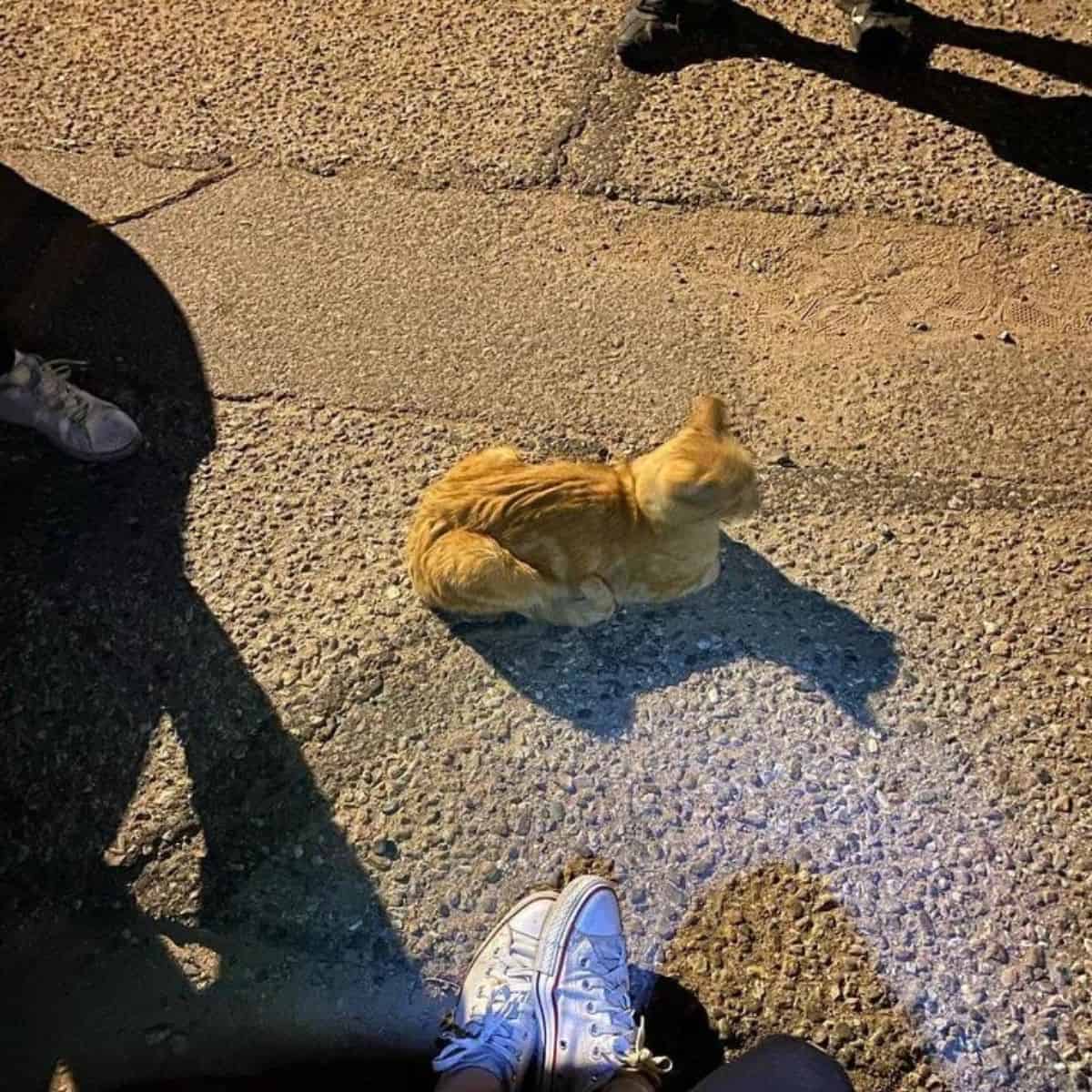 a yellow cat is sitting on the street