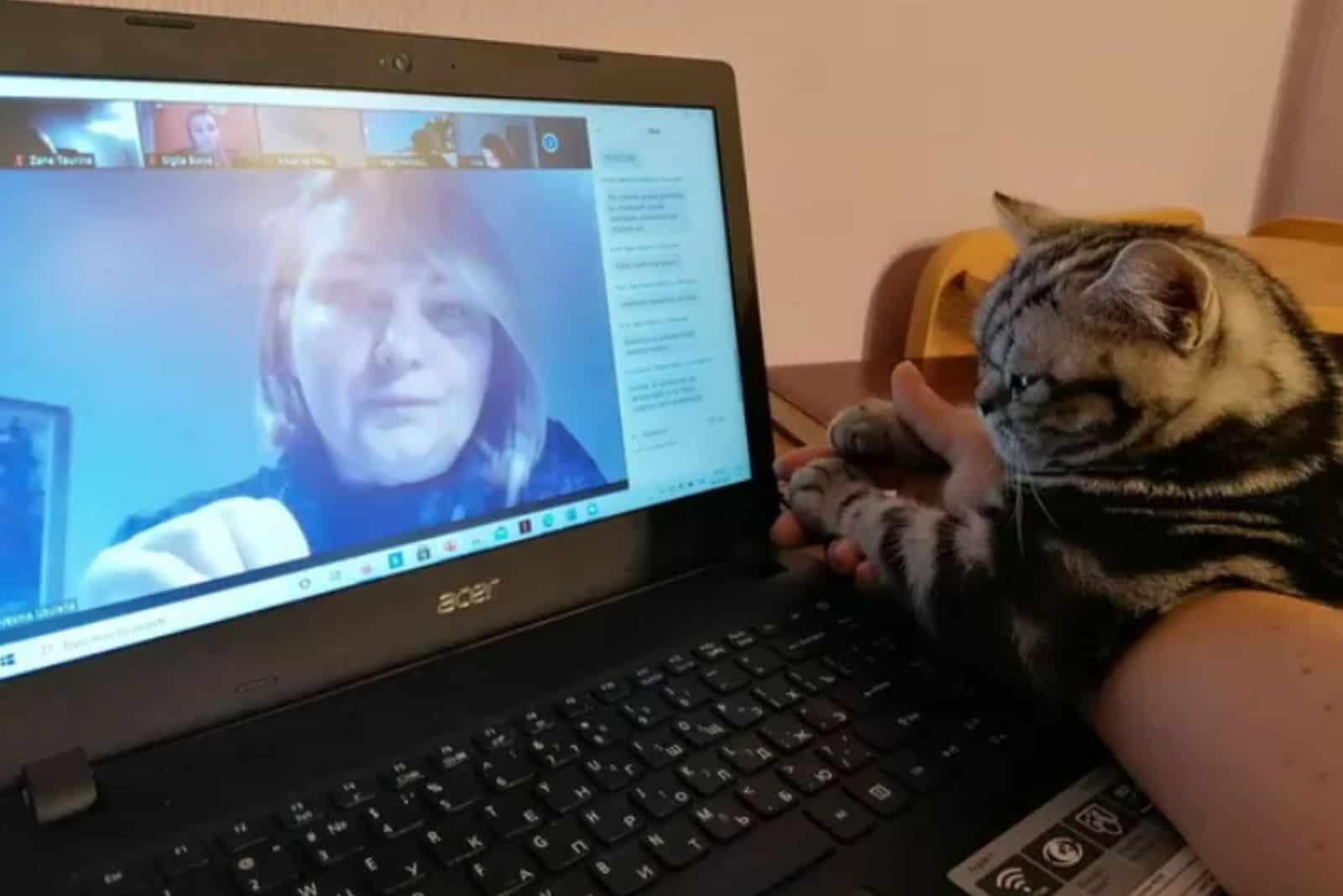 adorable cat listening to a zoom call