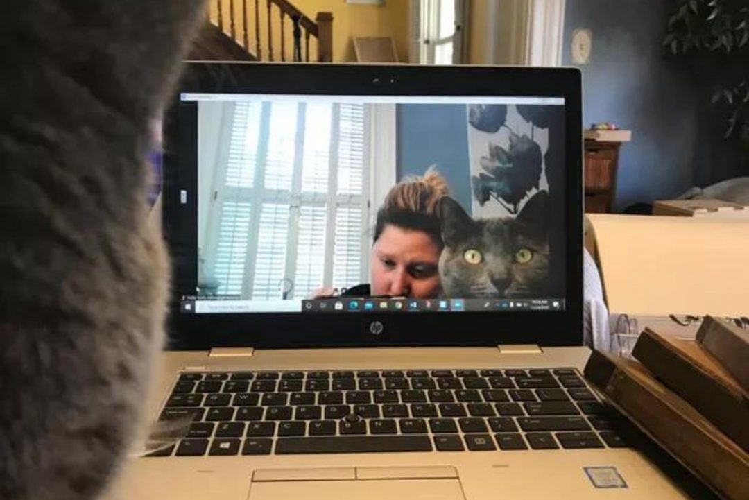 19 Hilarious Cats Crashing Zoom Meetings