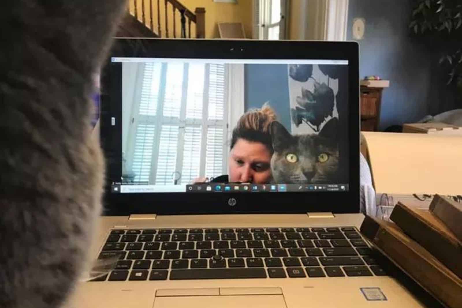 adorable cat named Scout participates in Zoom calls