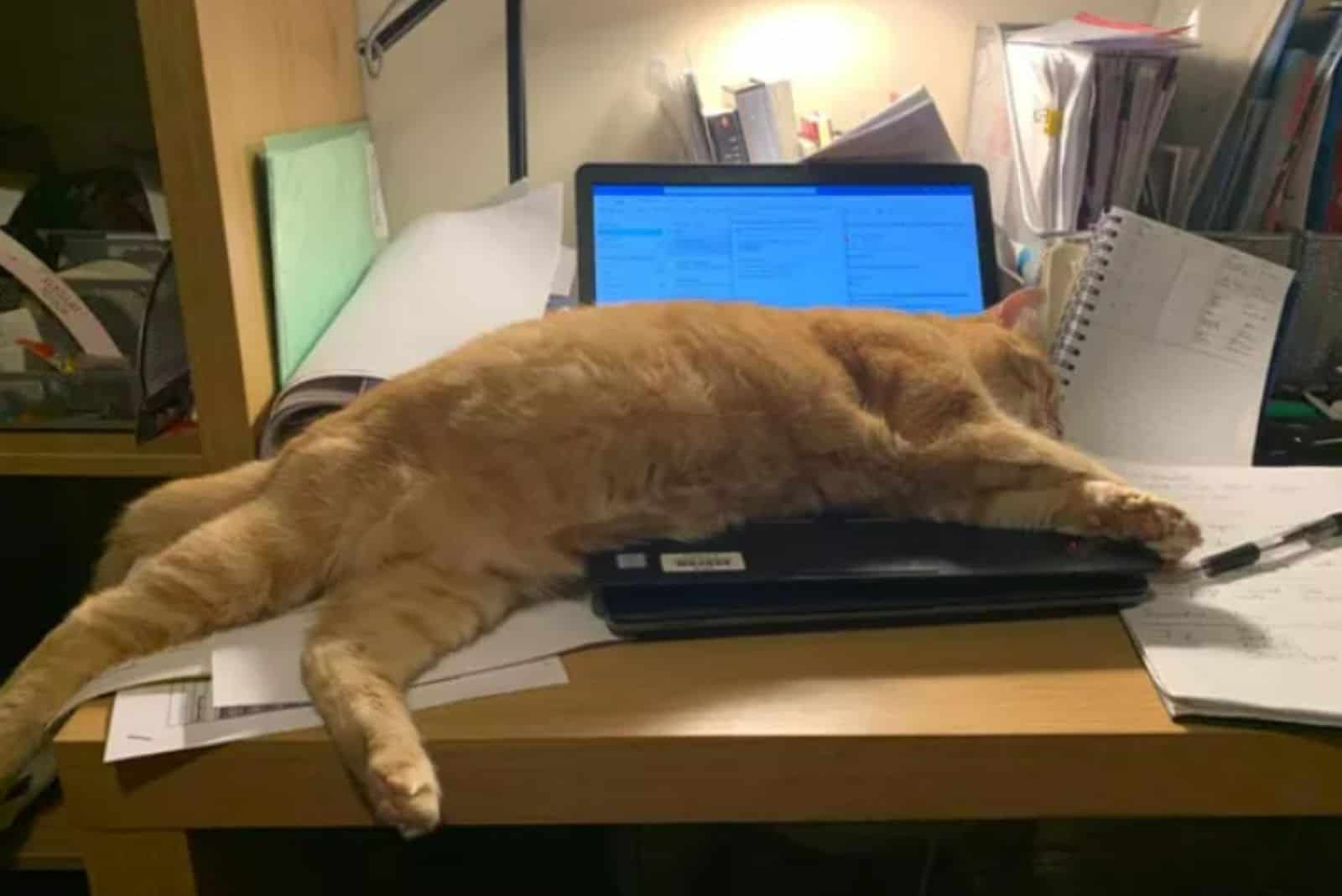 adorable cat sleeping on a laptop