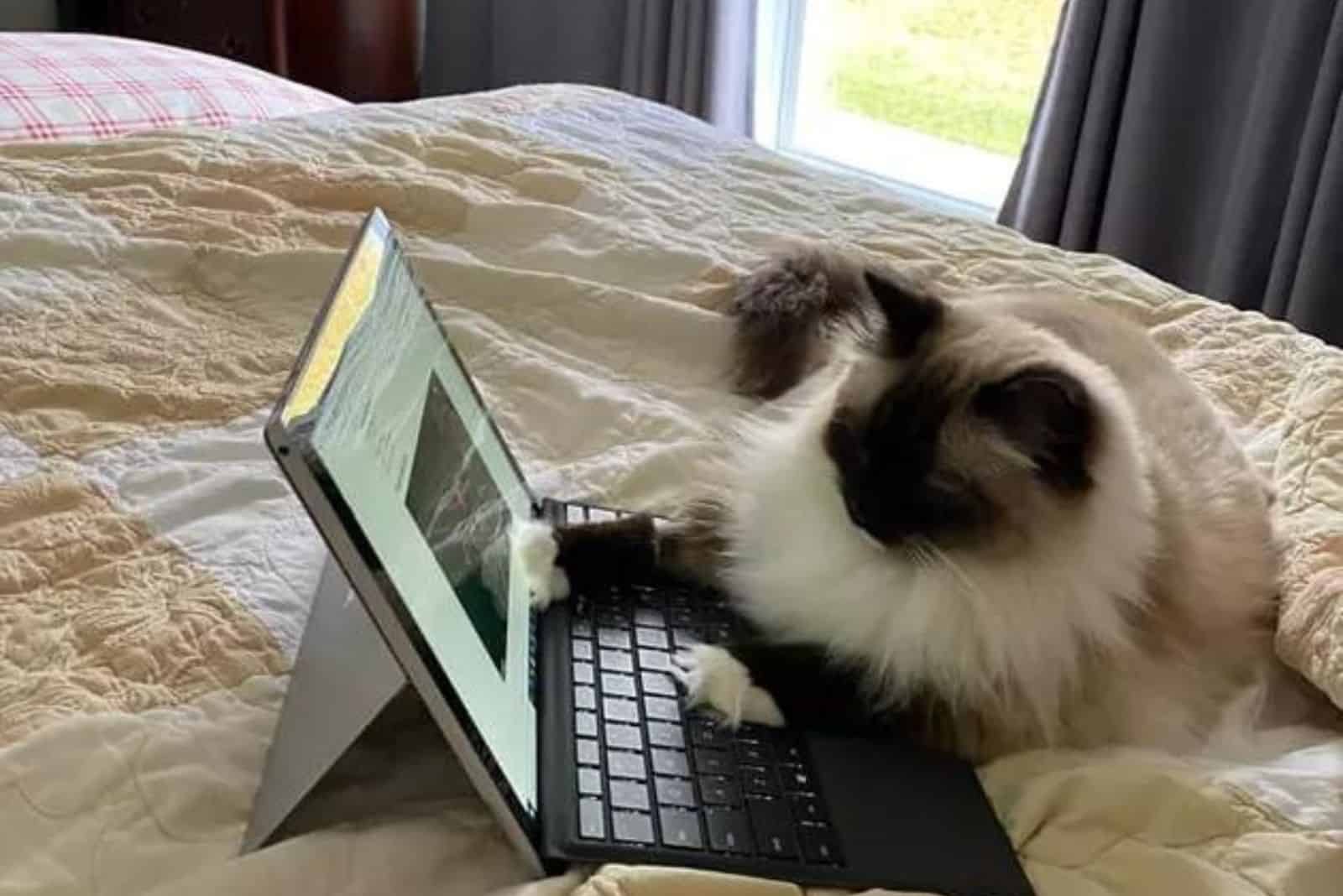 adorable photo of a cat 'typing' on a laptop