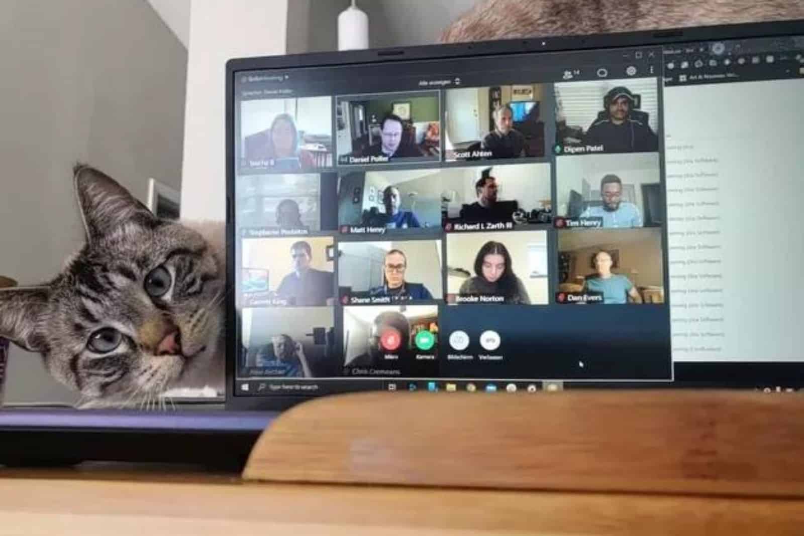 adorable tabby cat peeking behind a laptop during a zoom call