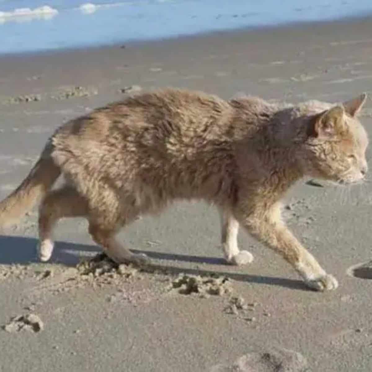an abandoned cat walks on the beach