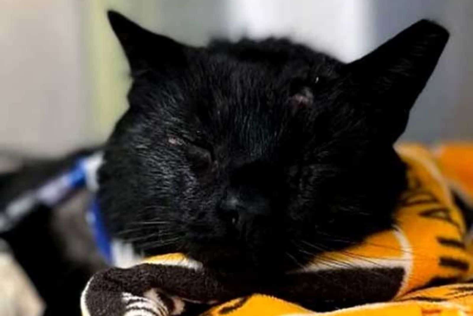 an injured black cat resting on a blanket