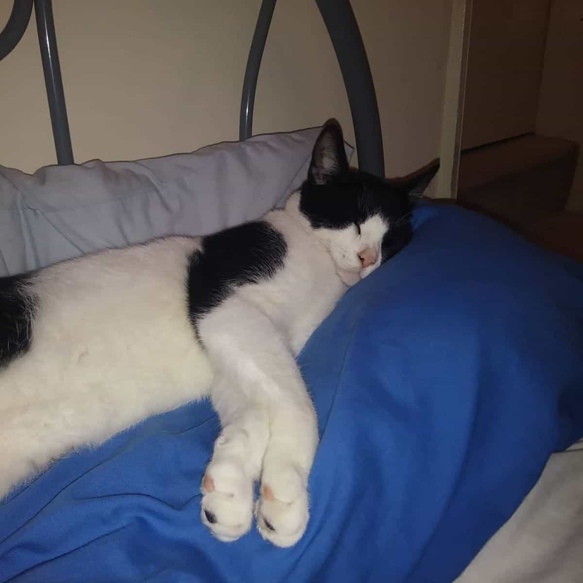 black and white cat sleeps on the bed