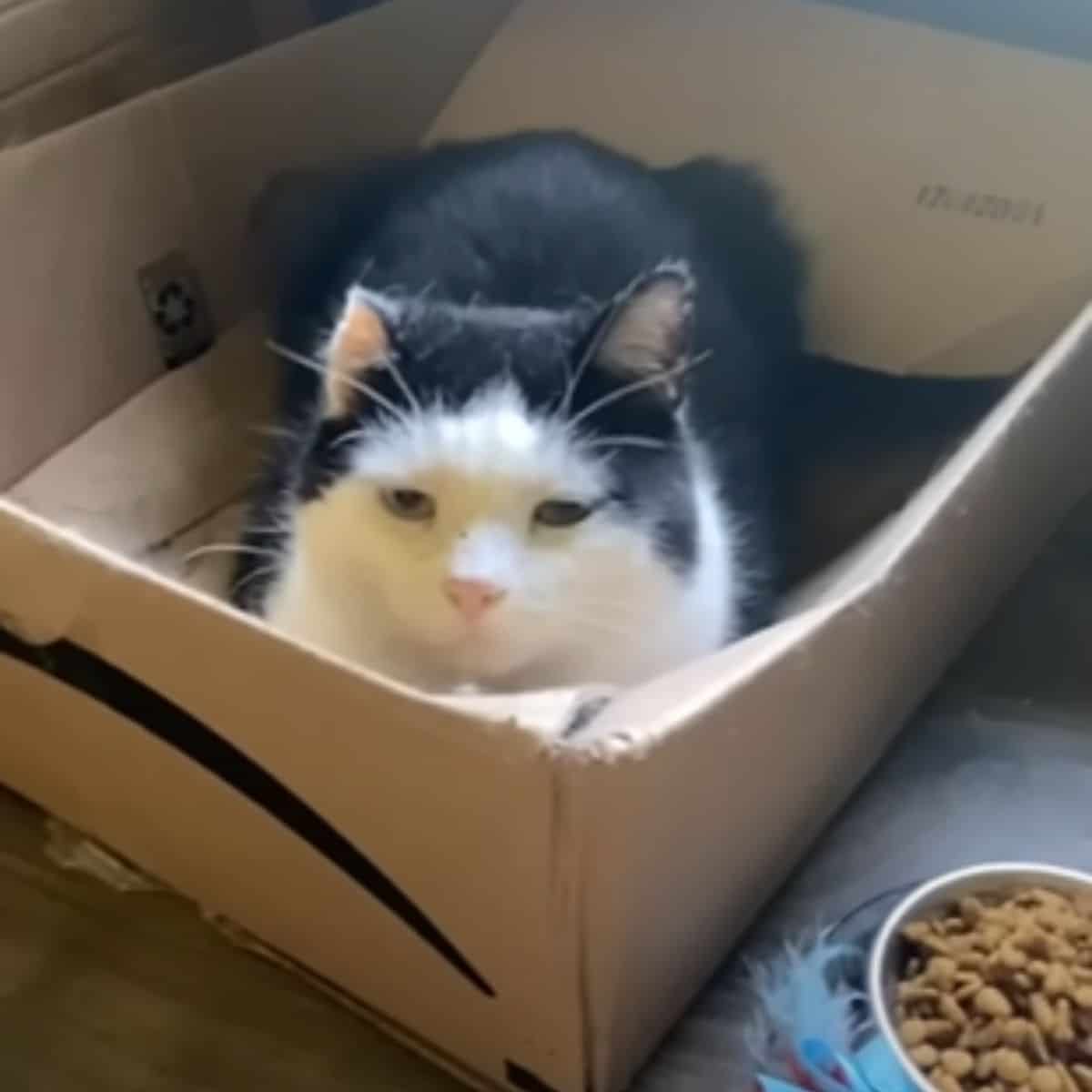 black and white street cat in a package