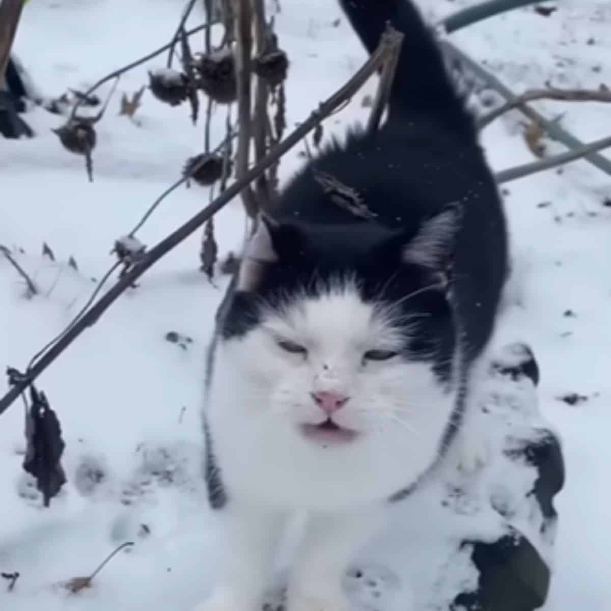 black and white street cat in the snow
