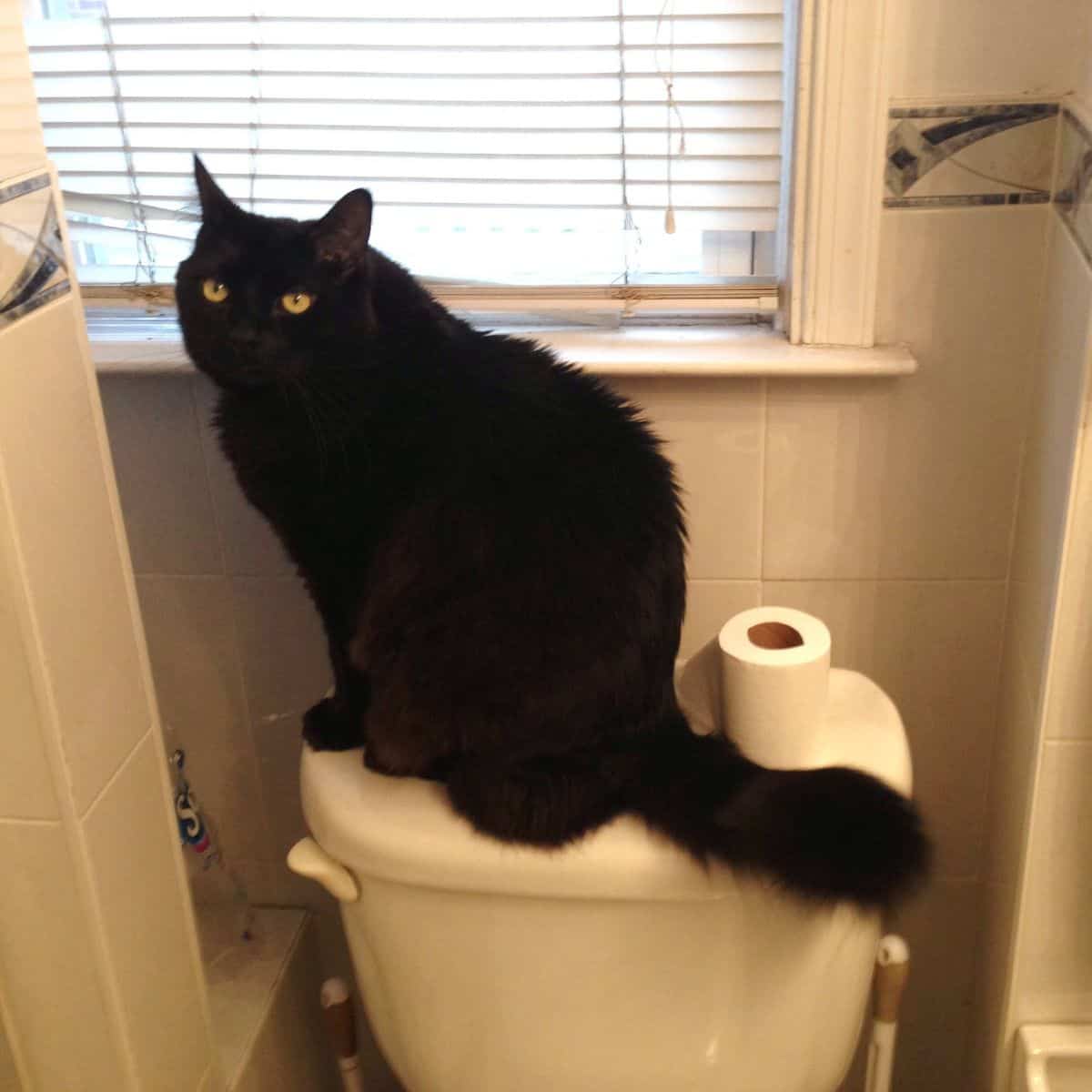 black cat in bathroom