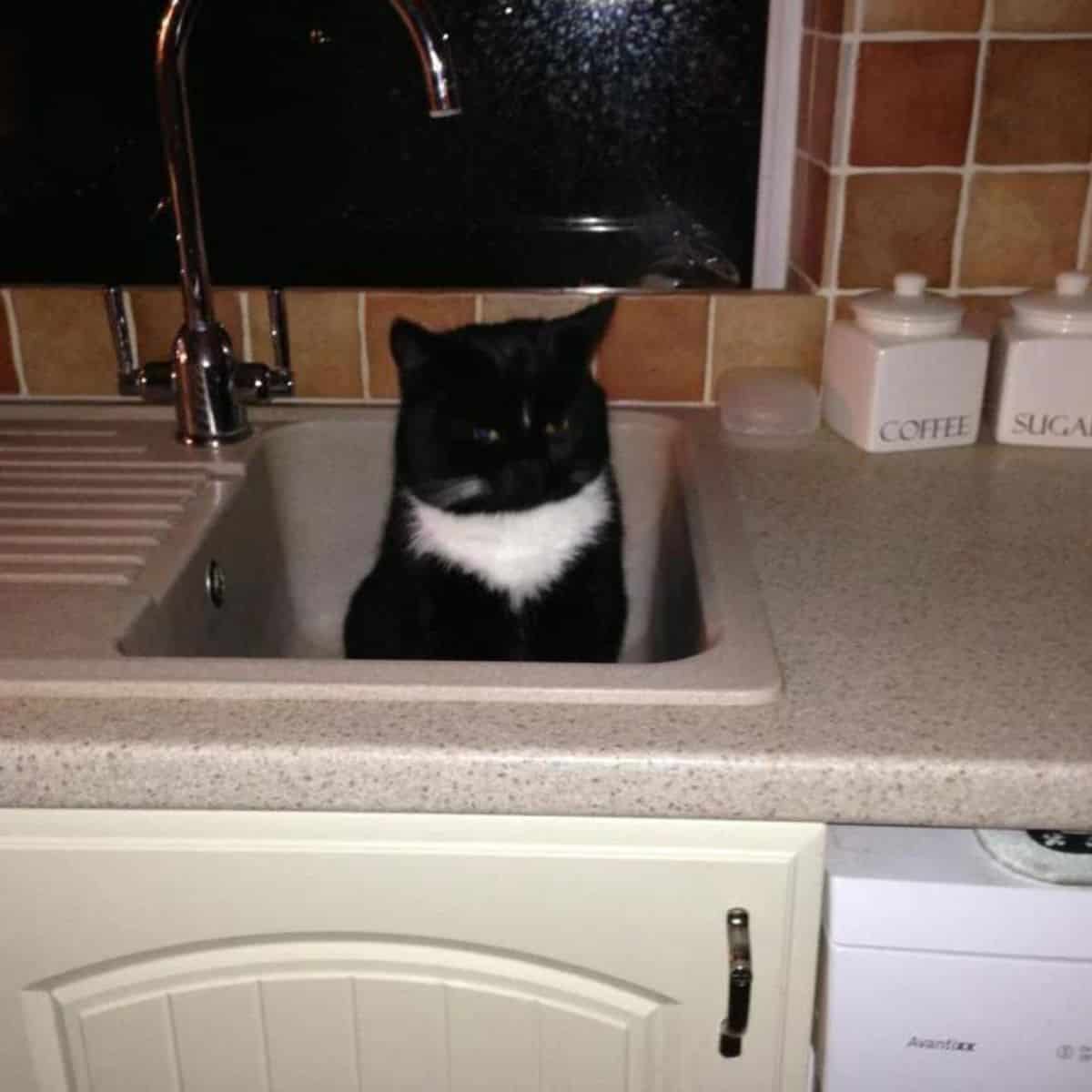 black cat in the sink