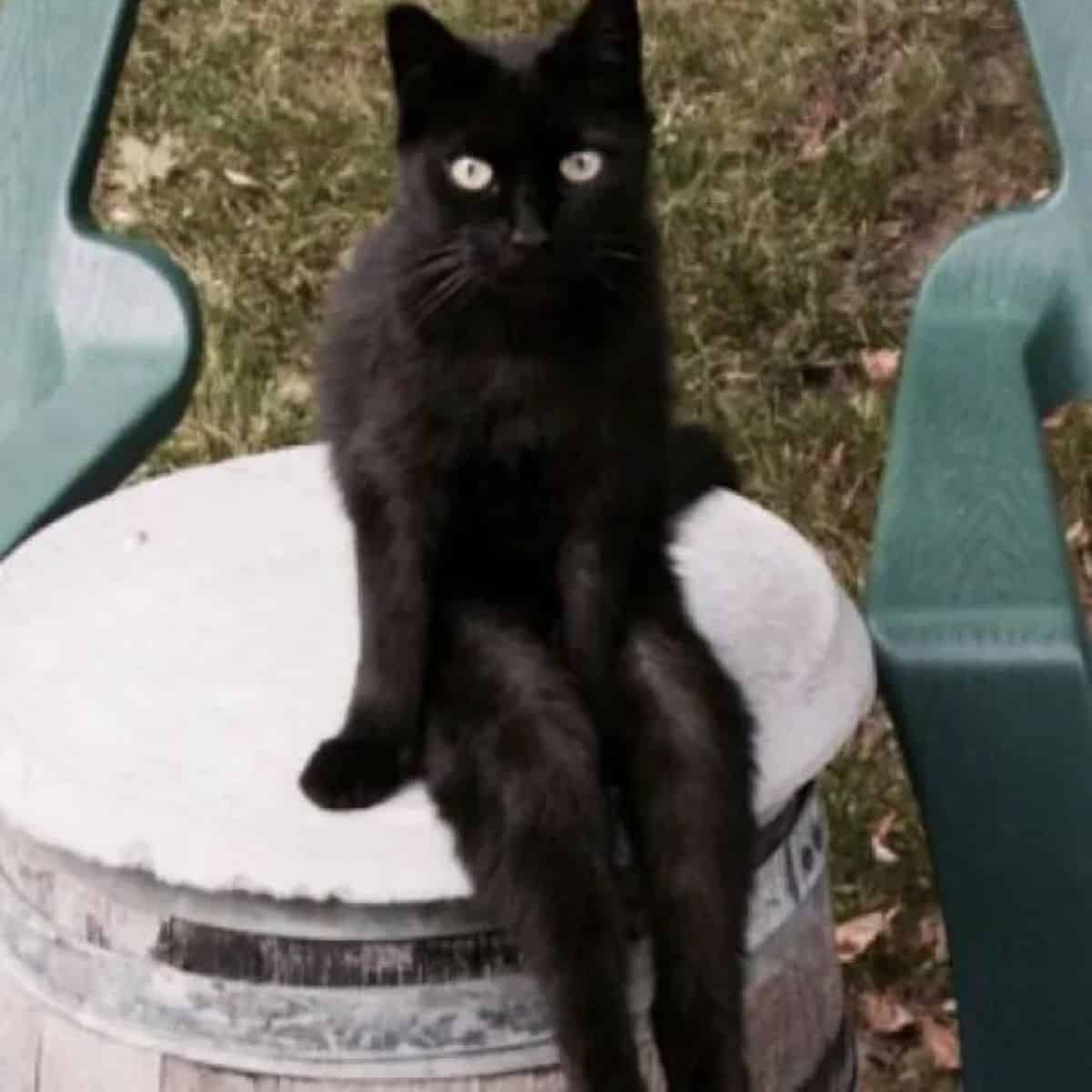 black cat siting