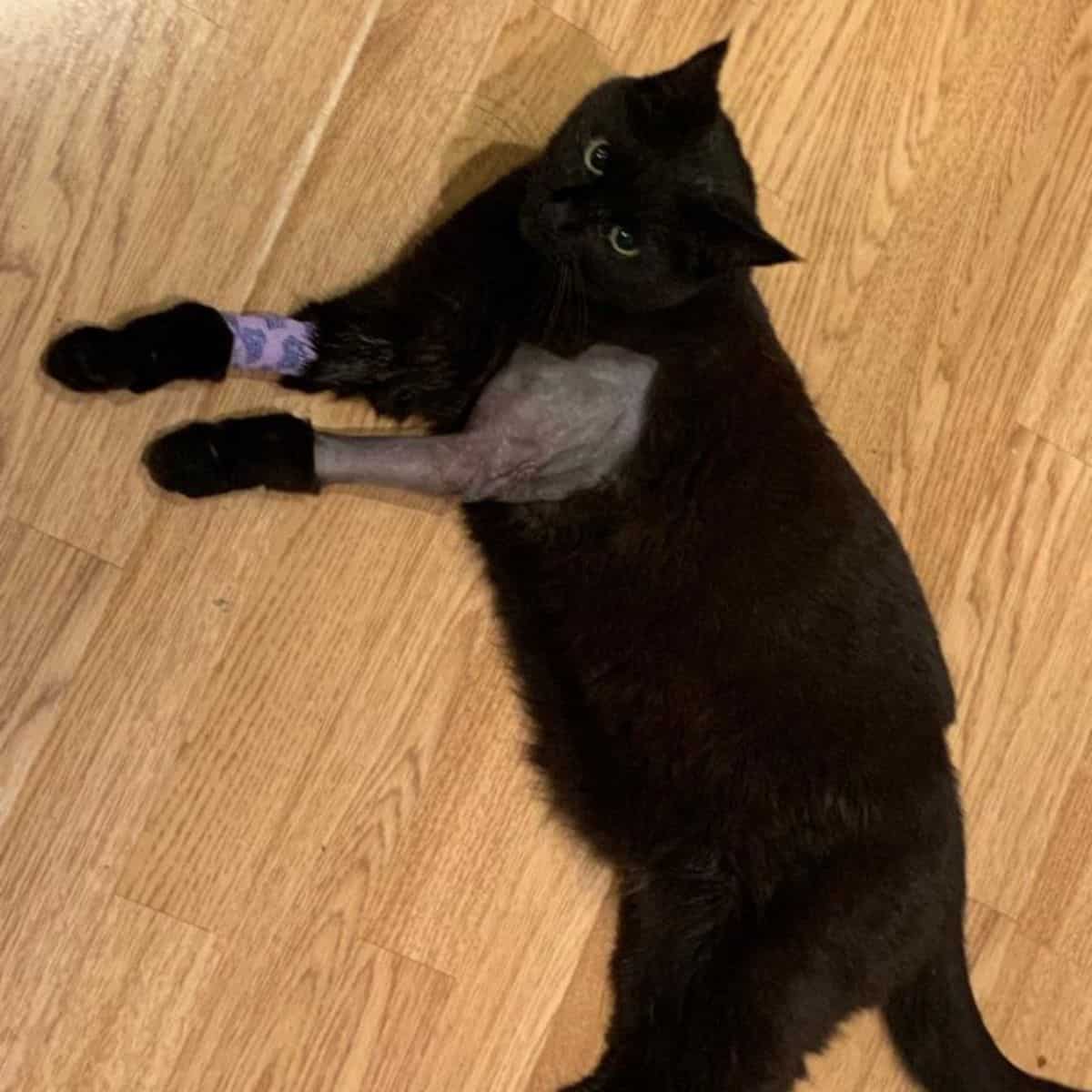 black cat with wounded leg