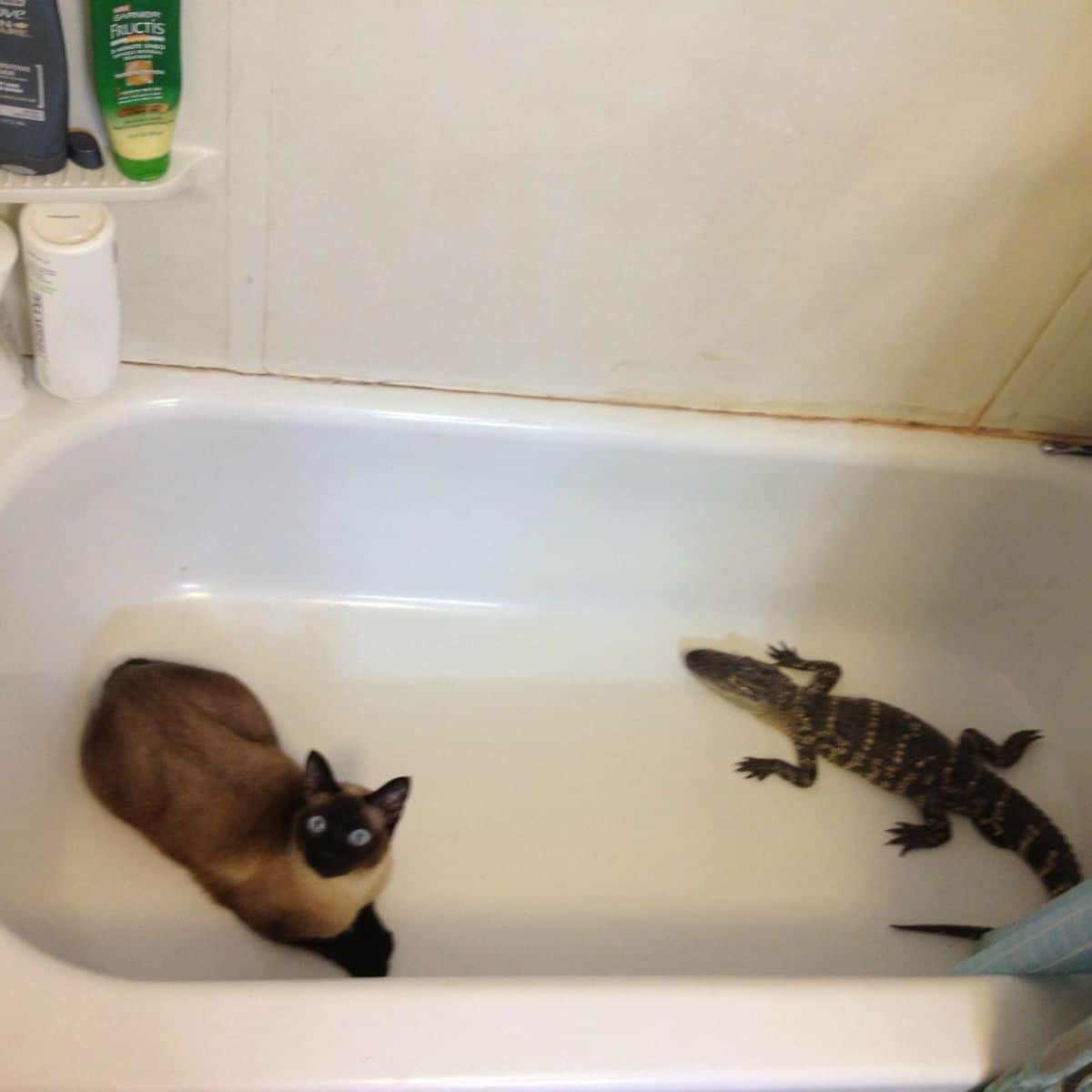 cat and the reptail in the bathtube