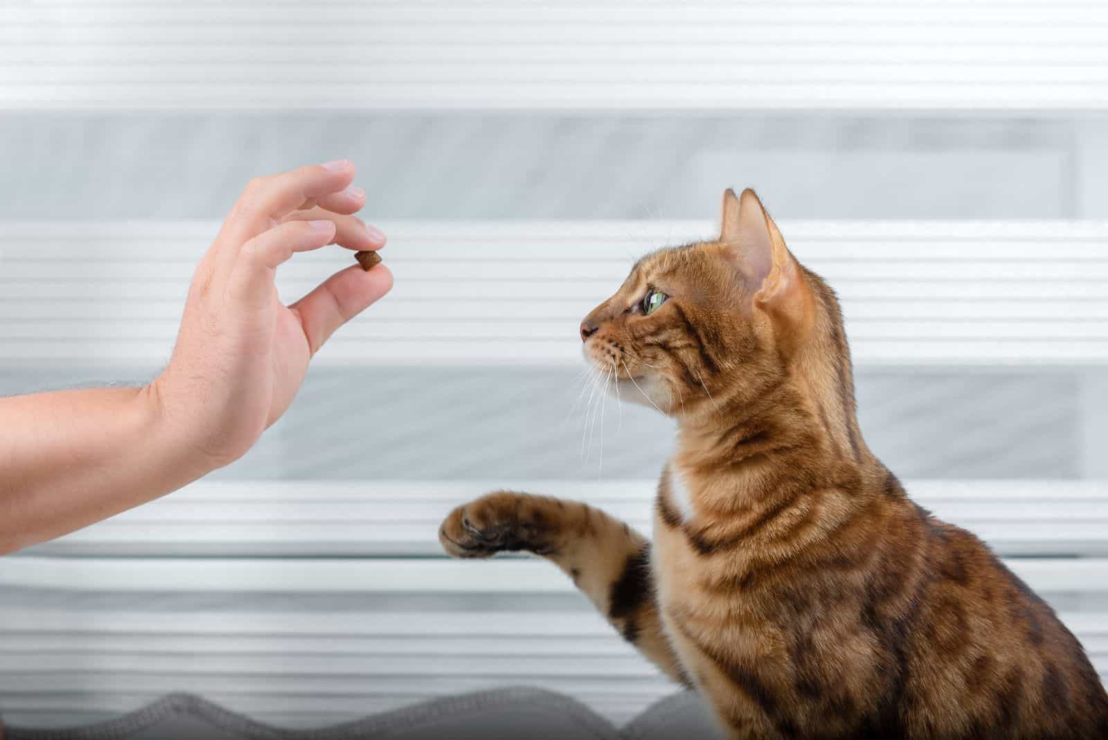 cat looking at a hand holding a small treat