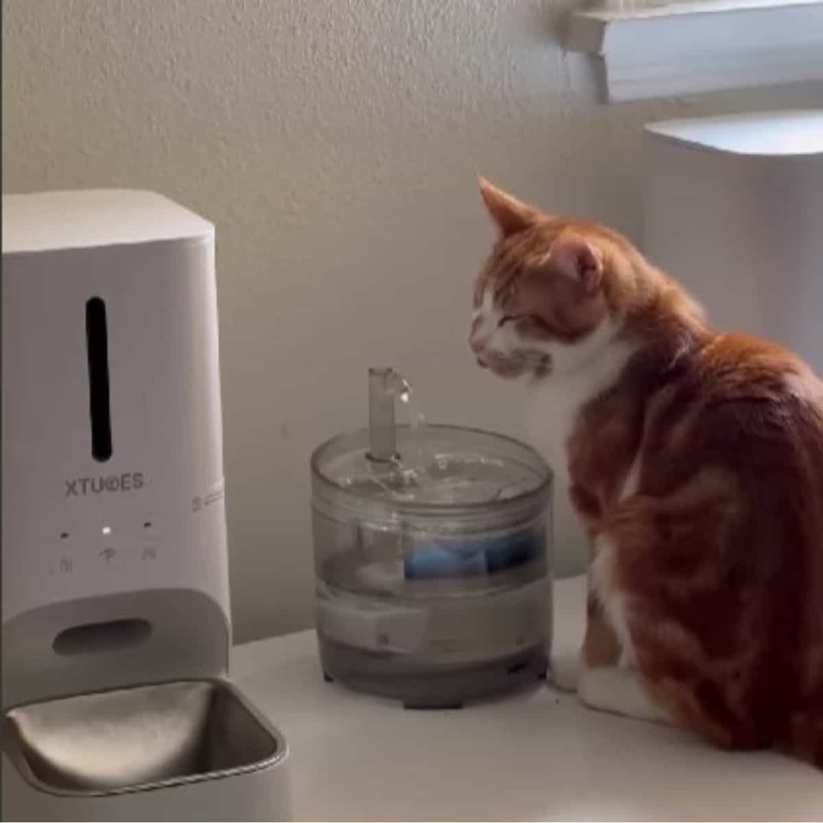 cat looking at water dispenser