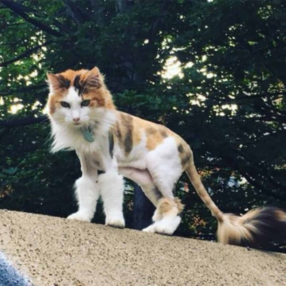 cat looking like a lion