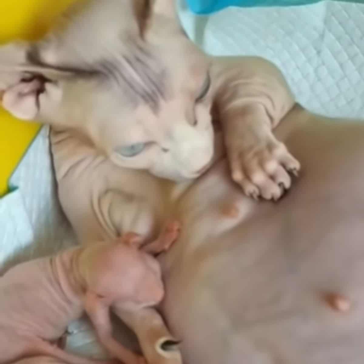 cat nursing herself and a kitten