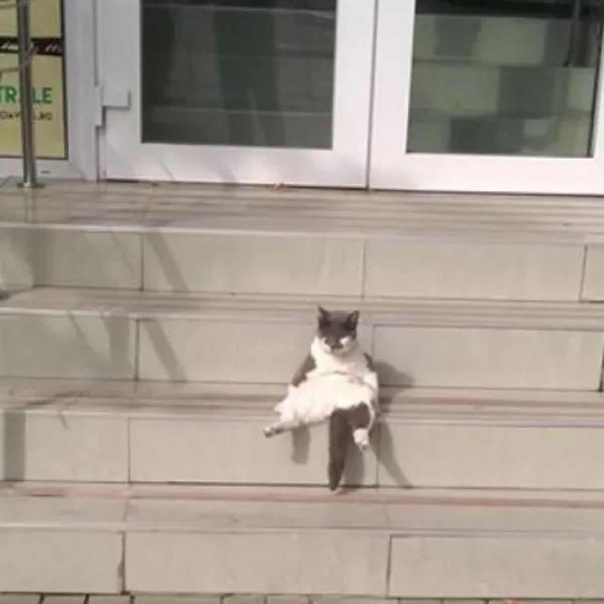cat sits on the outdoor stairs
