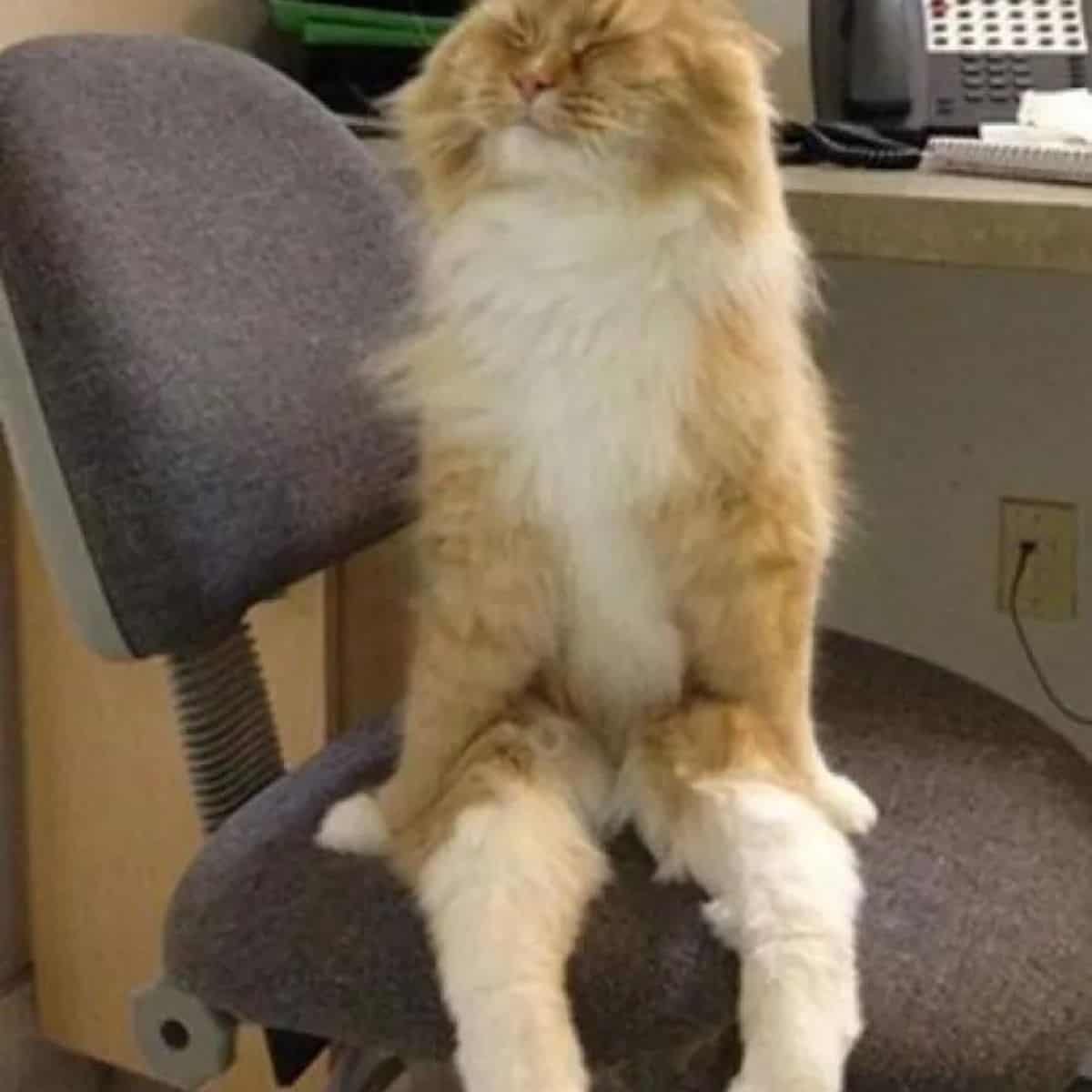 cat sitting on the chair