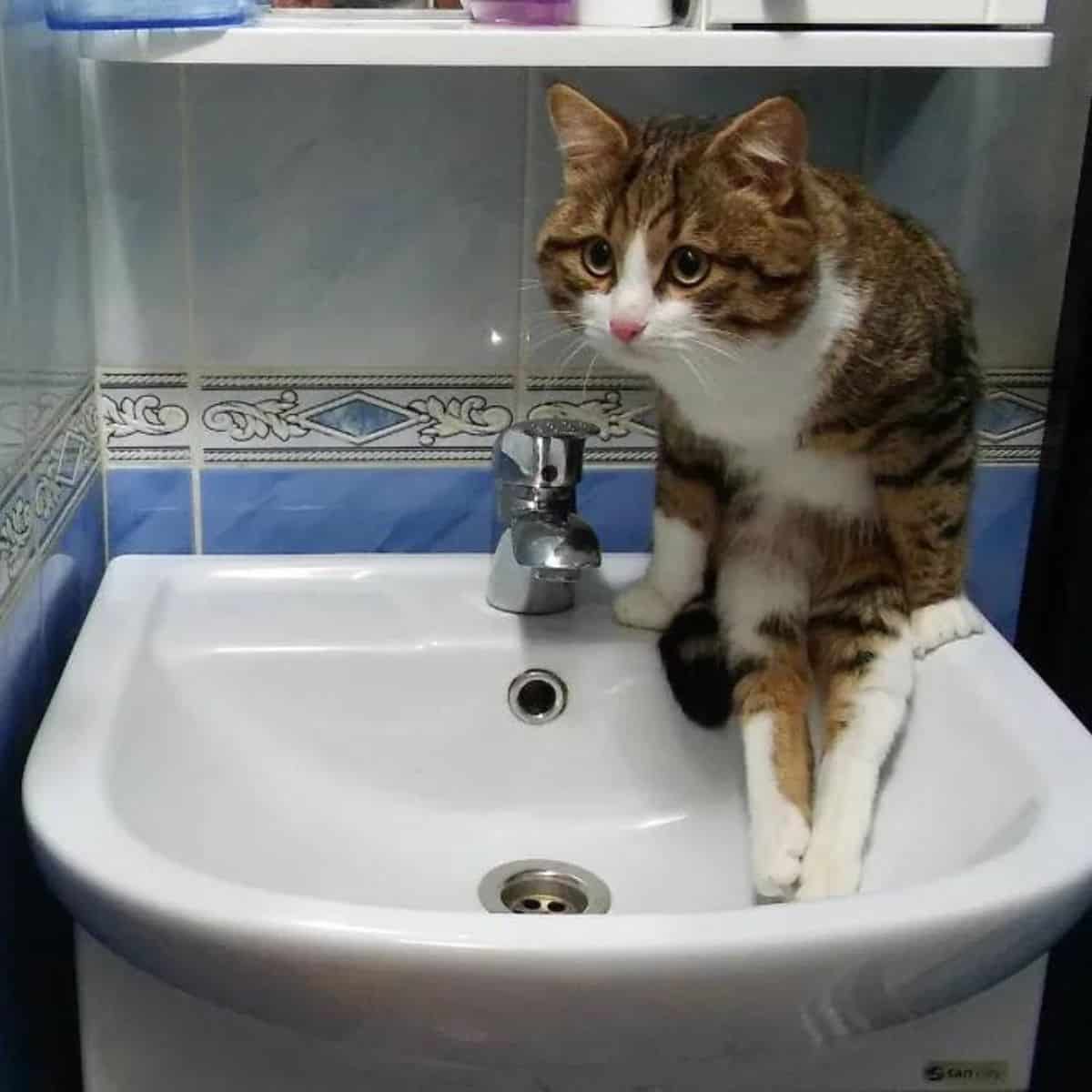 cat sitting on the sink