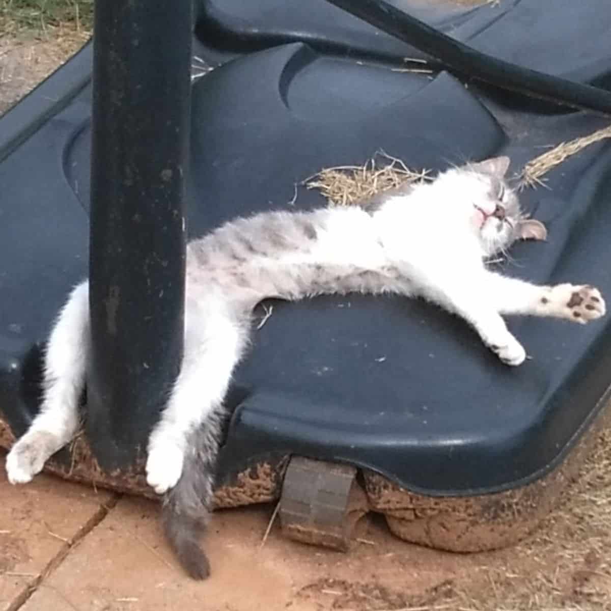cat sleeping in a funny position