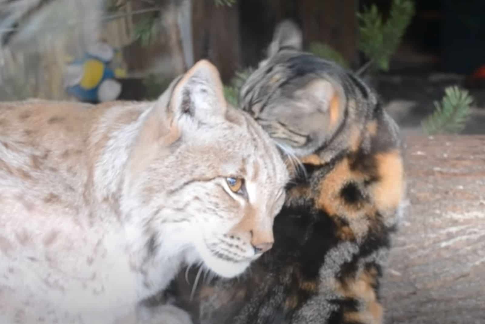 cat snuck into a lynx's enclosure
