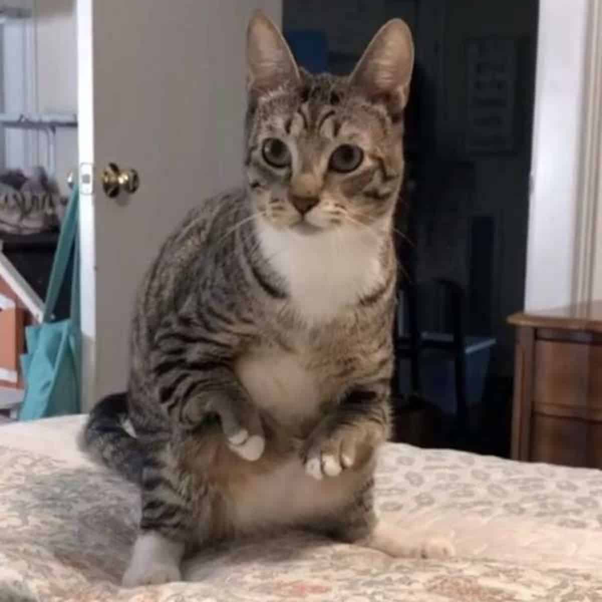 cat standing on bed