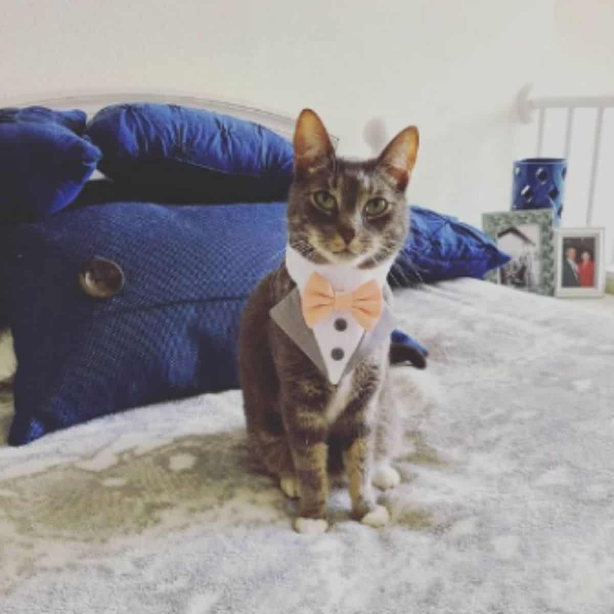 cat with a bow tie