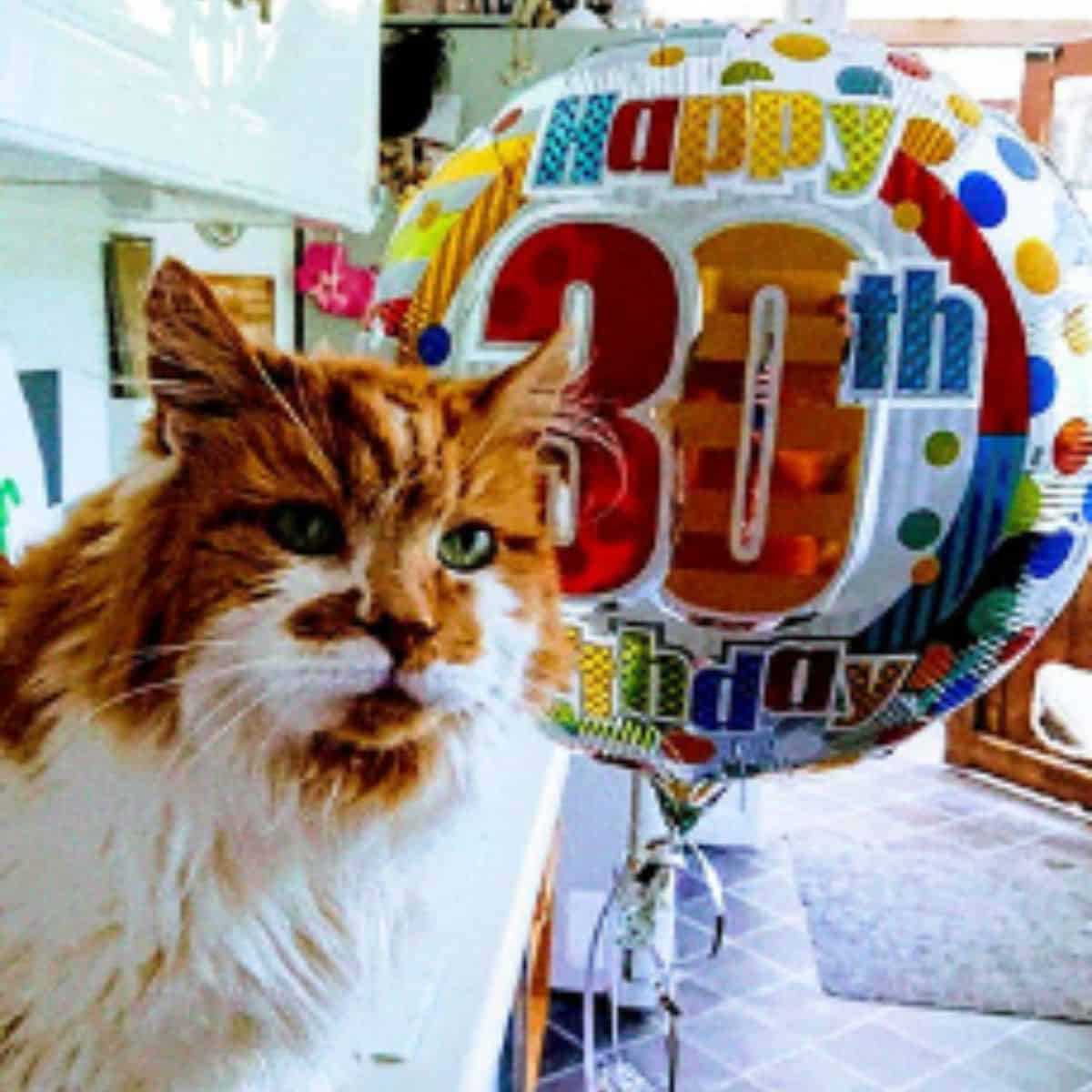 cat with birthday balloon