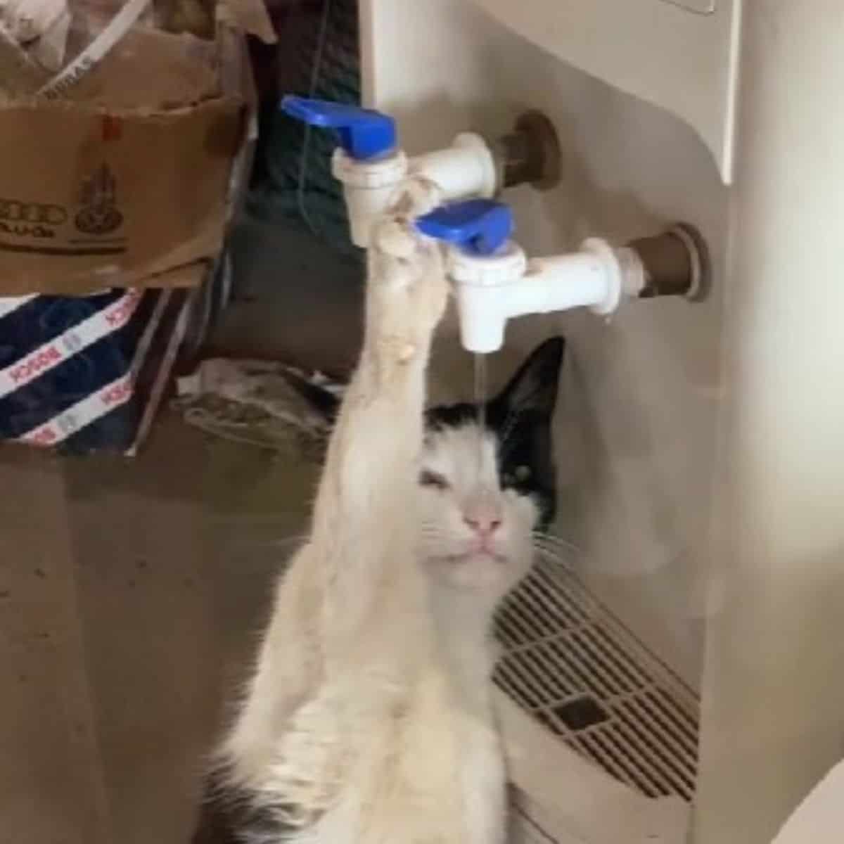 cat with water dispenser
