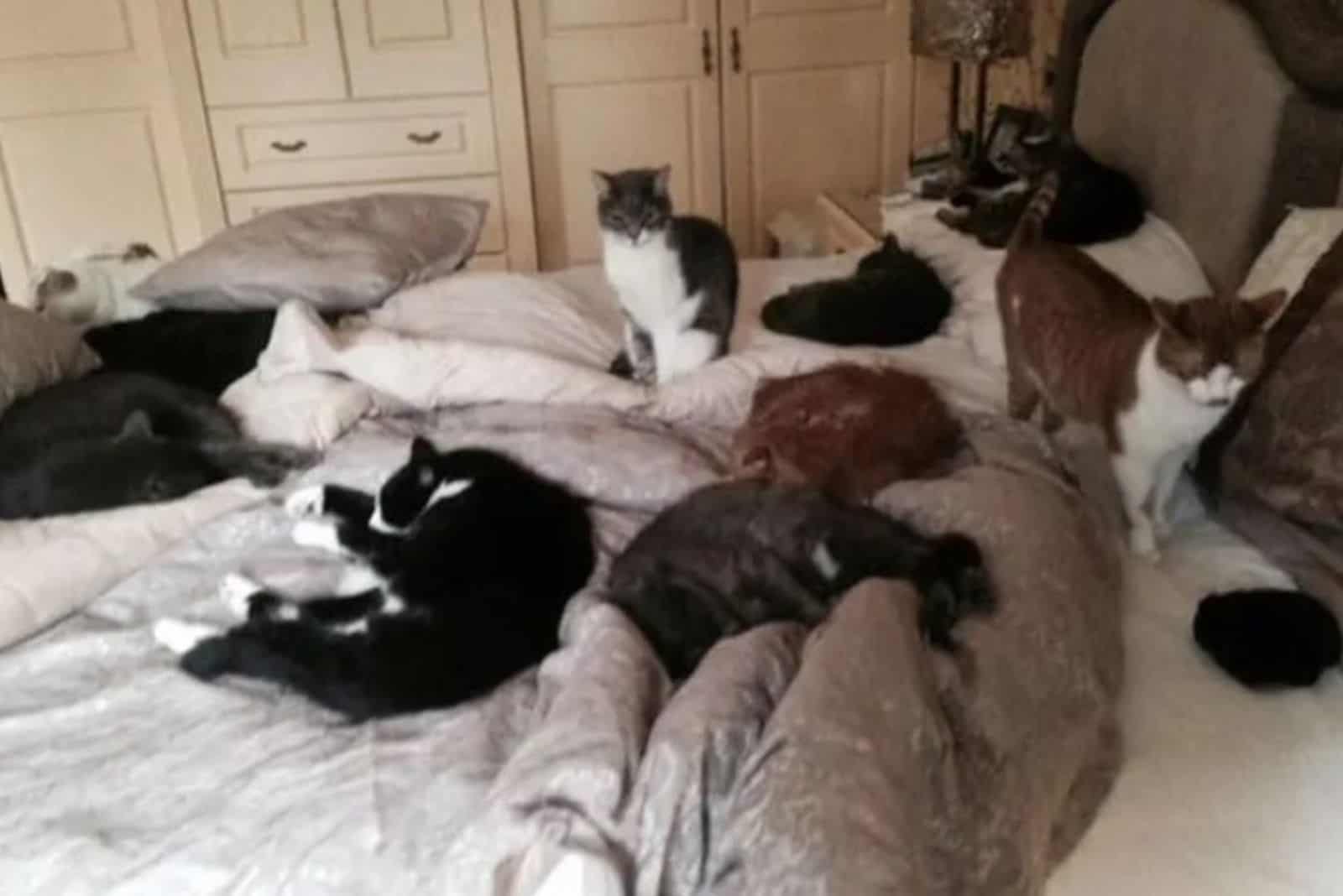 cats on the bed