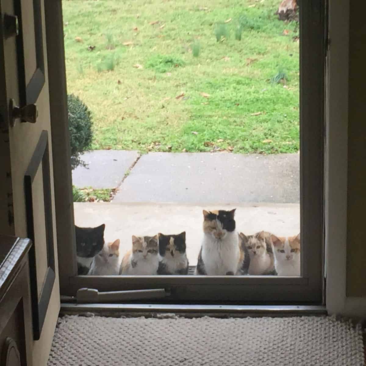 cats on the door side