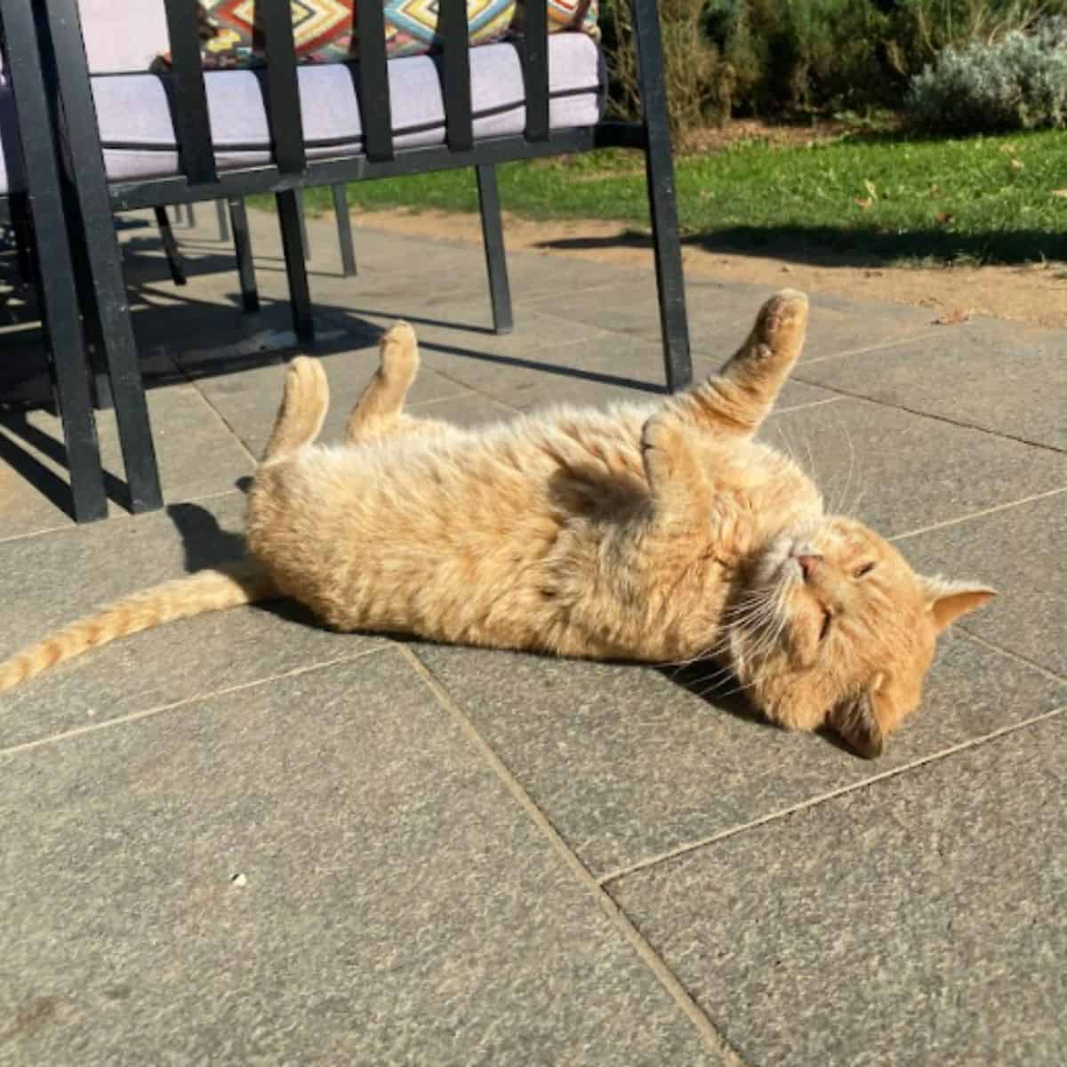 cute cat on her back