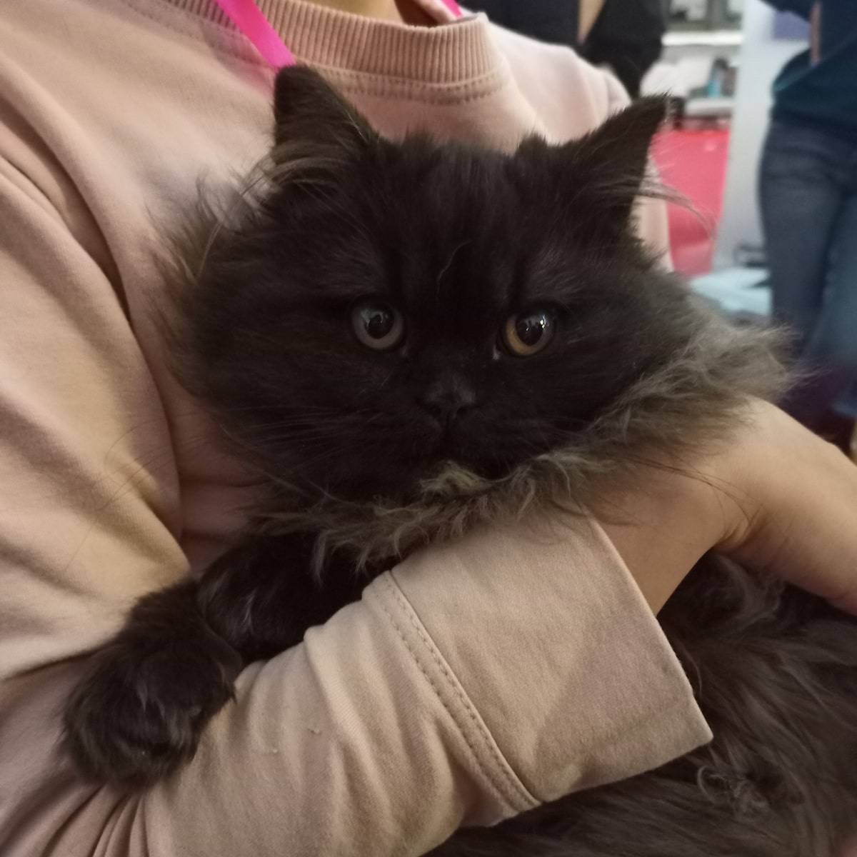 cute fluffy kitten in arms