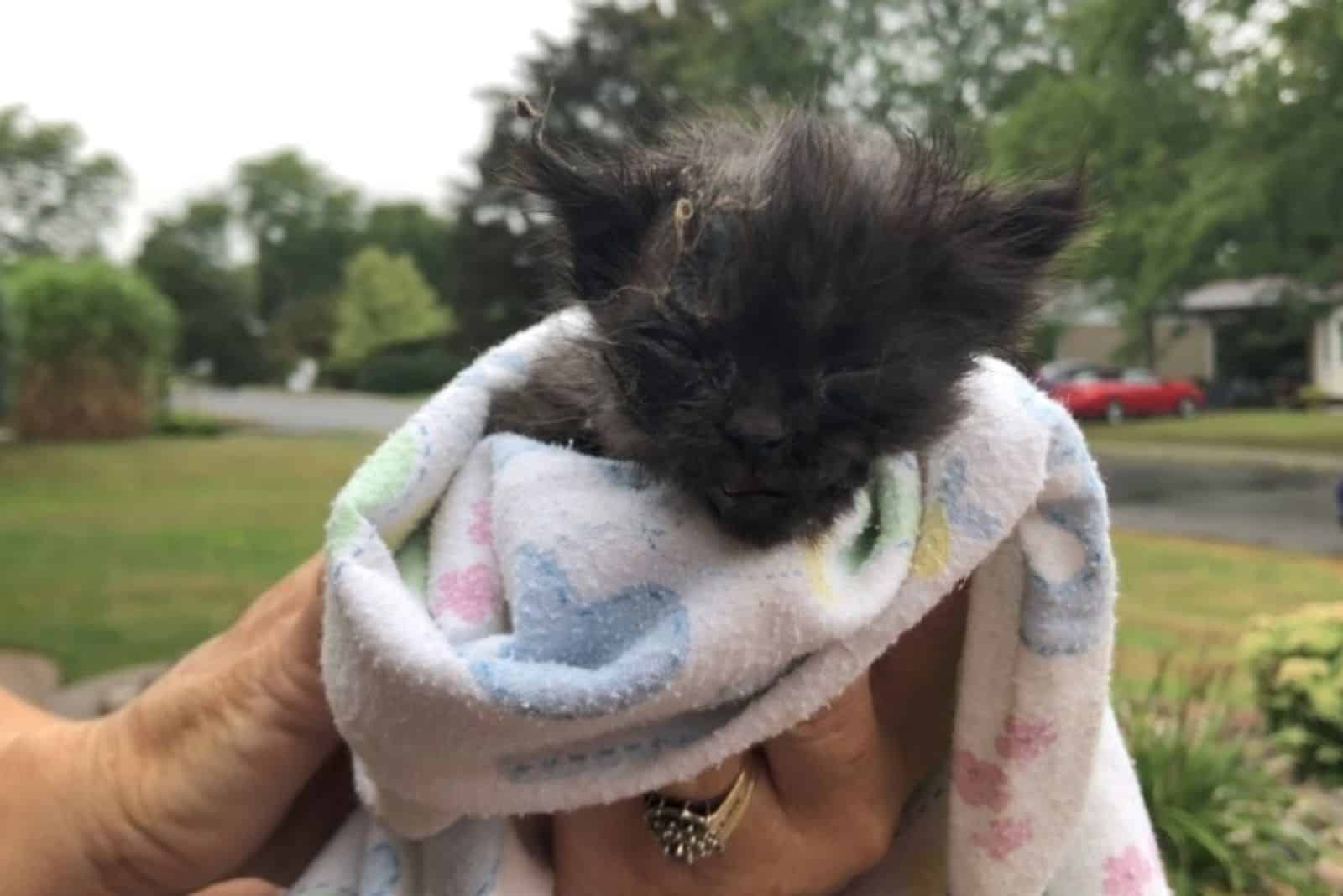 cute fluffy kitten wrapped in a blanket