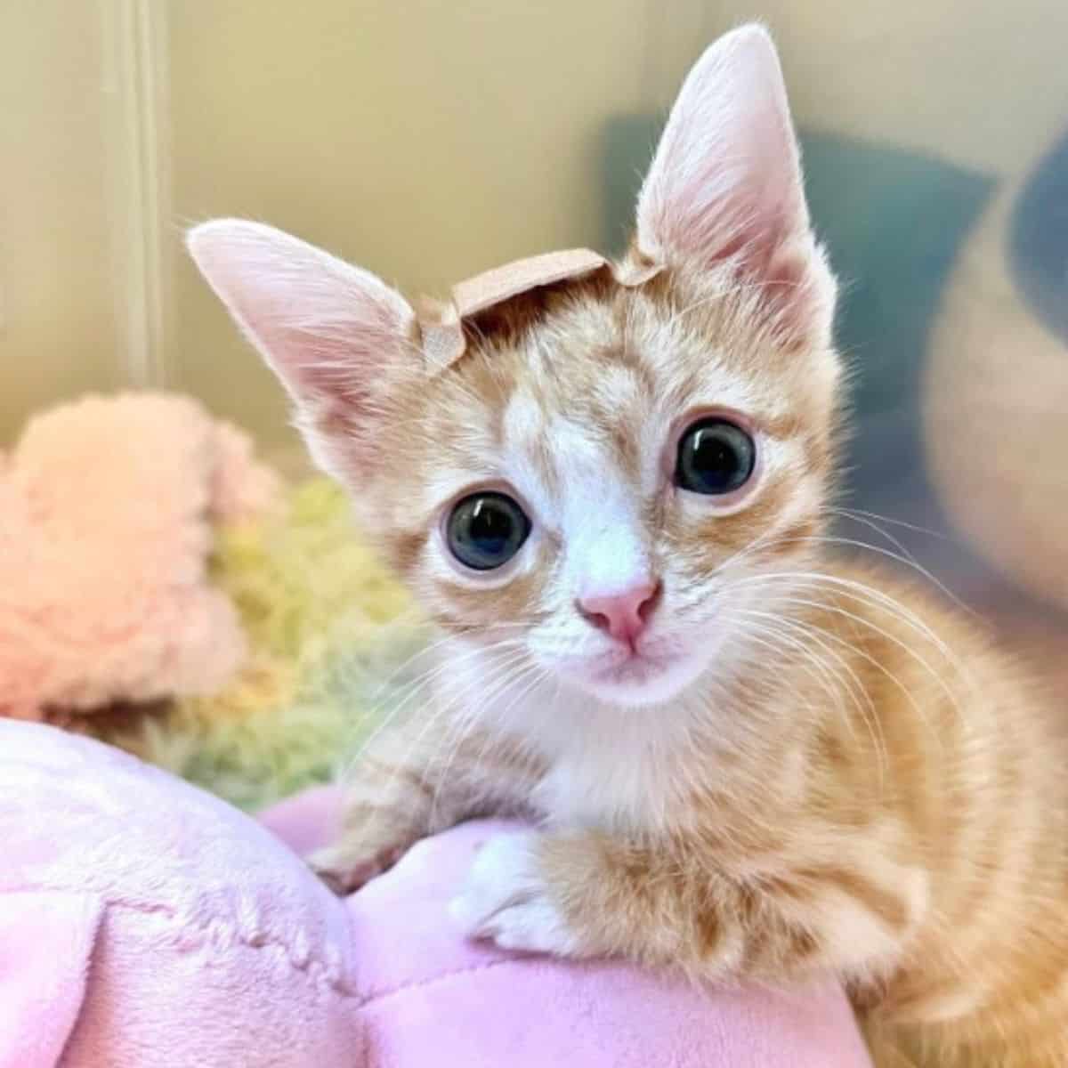 cute kitten with a patch on his head
