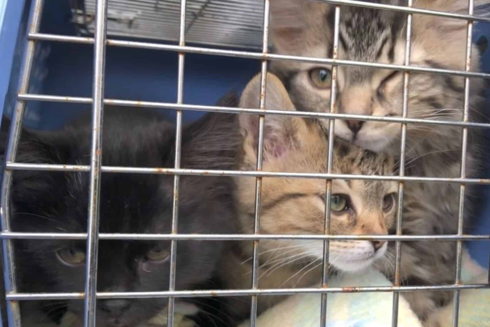 cute kittens in a cage