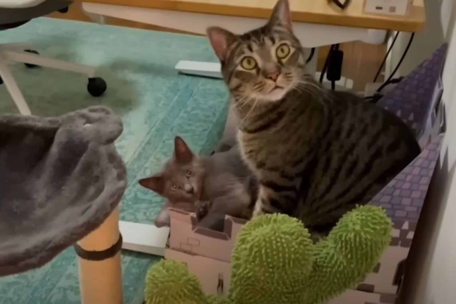 cute kittens look at their owner
