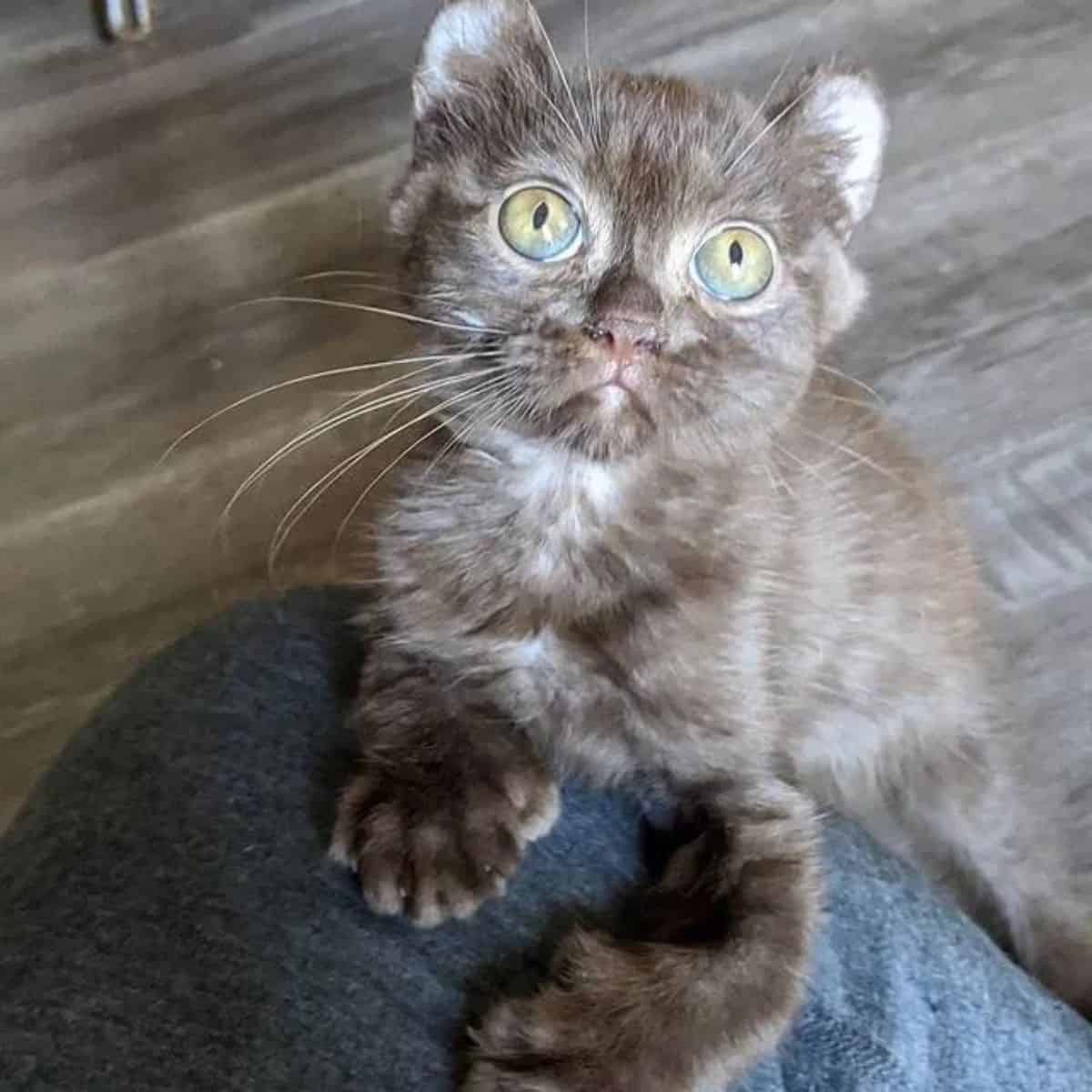 cute photo of the kitten with teddy bear ears