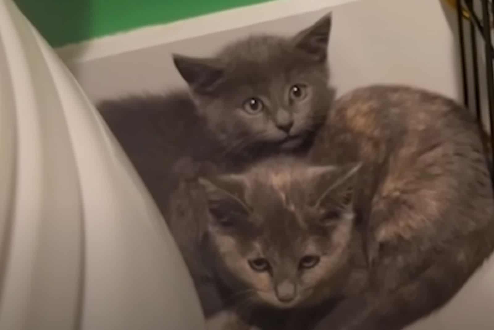 cute two gray kittens